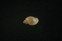 藏品(小椎實螺)的圖片